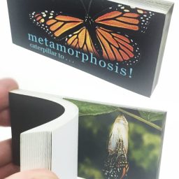 Butterfly Transforms Animated Flip Book