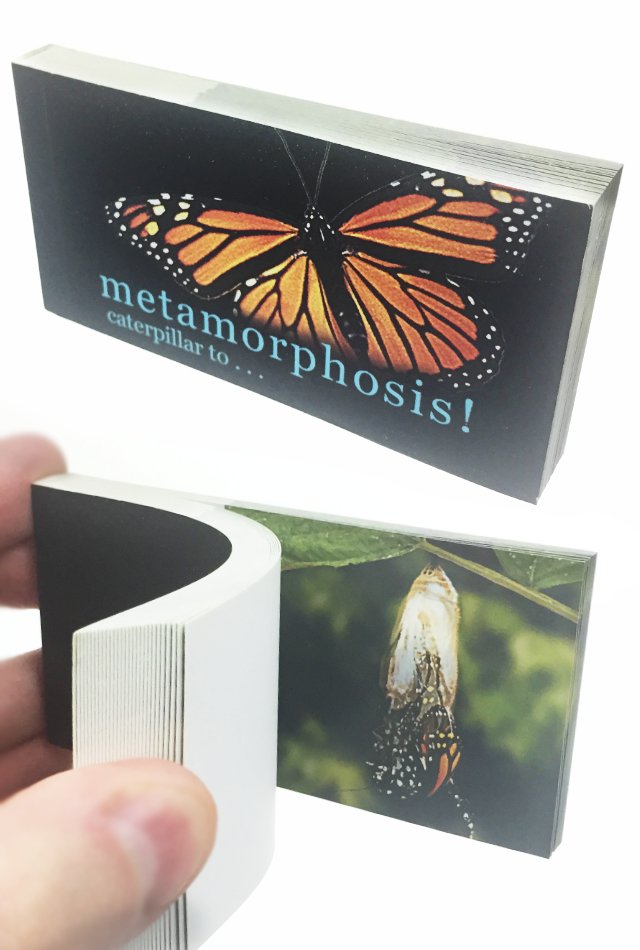 Butterfly Transforms Animated Flip Book