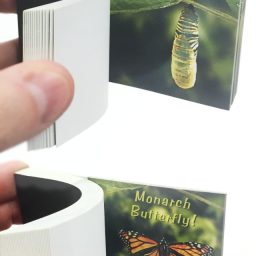 Butterfly Transforms Animated Flip Book