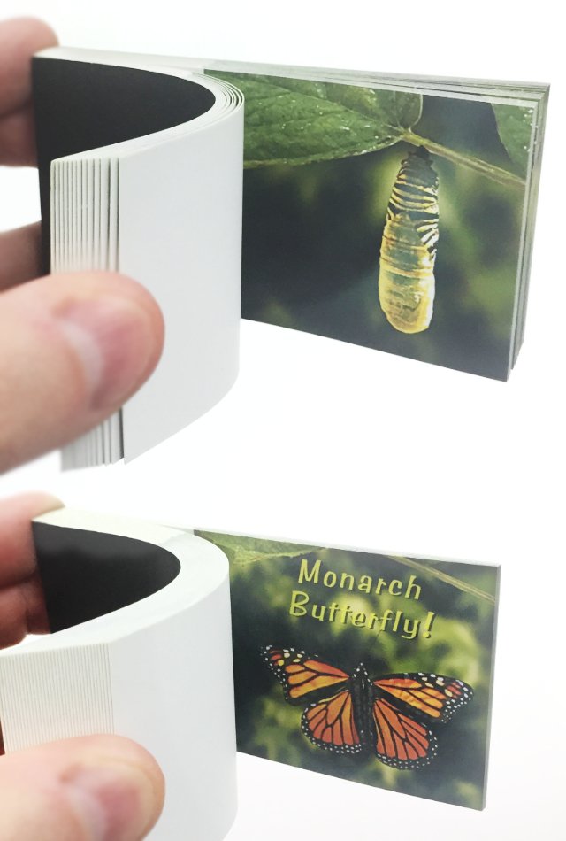 Butterfly Transforms Animated Flip Book